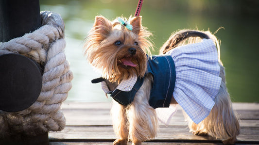 Dog Clothes for the Working Dog