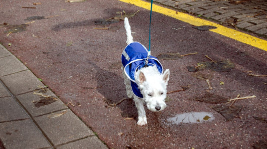 Dog Raincoat - Keeping Your Dog Warm and Dry During the Rainy Season