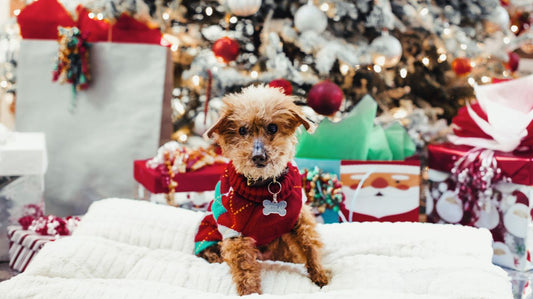 Christmas Dog Clothes: Shopping Tips