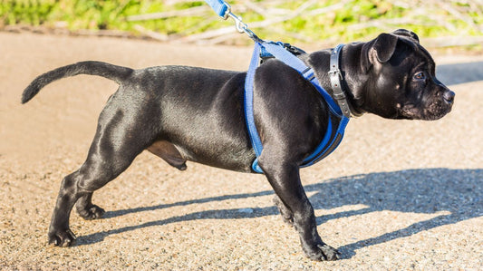 The New Comfy Control Dog Harness