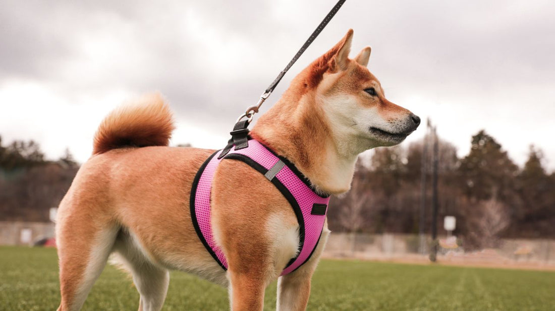 Dog Harness Types