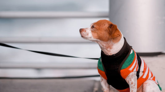 Walking in Style With Dog Sweaters