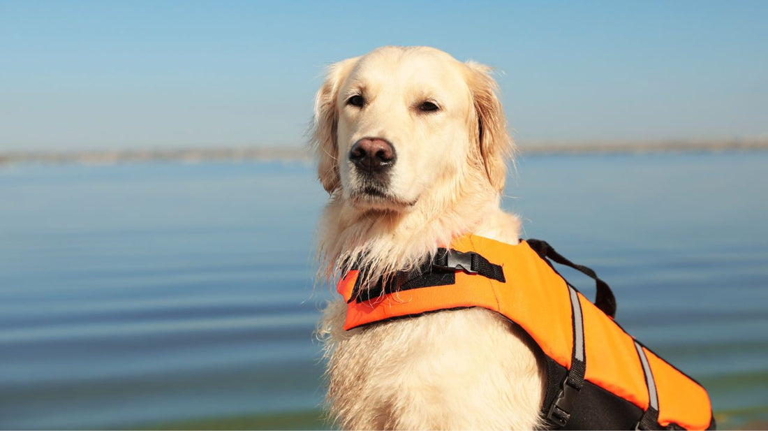 Types of Dog Life Vests