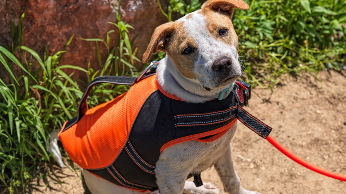 Dog Life Vest Can Be the Difference Between Life and Death