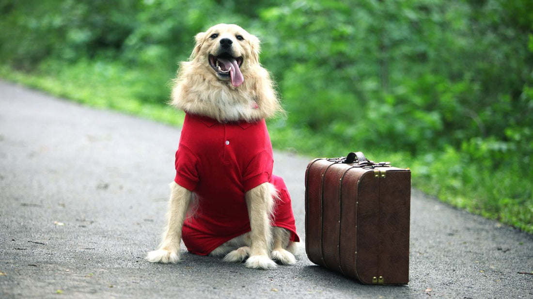 Various Types of Dog Dresses