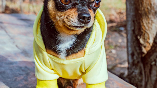 Why Dogs Need Winter Dog Coats