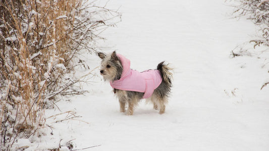 Tips for Selecting Winter Dog Apparel for Small Breeds