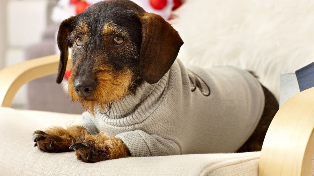 How to Keep Your Pets Warm in Winter