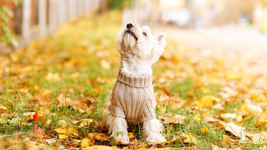 Getting Your Dog Ready for Winter!