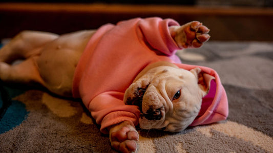 Hot Dog Hoodies