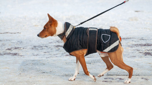 Winter Clothing for Small Dogs and Short-Hair Breeds