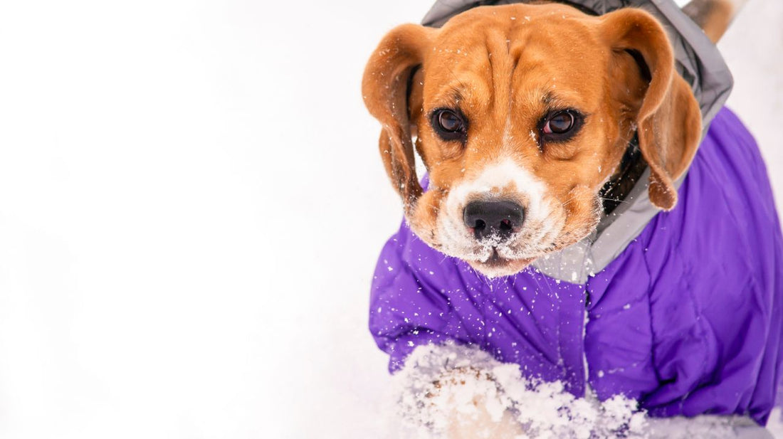 Dog Sweaters and Sweatshirts Are Useful In Winters