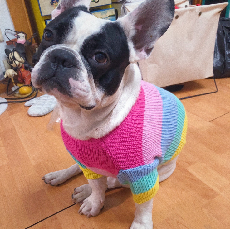 Rainbow knit dog sweater