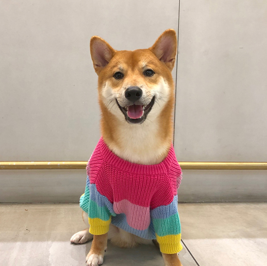 Rainbow sweater small dog puppies clothes