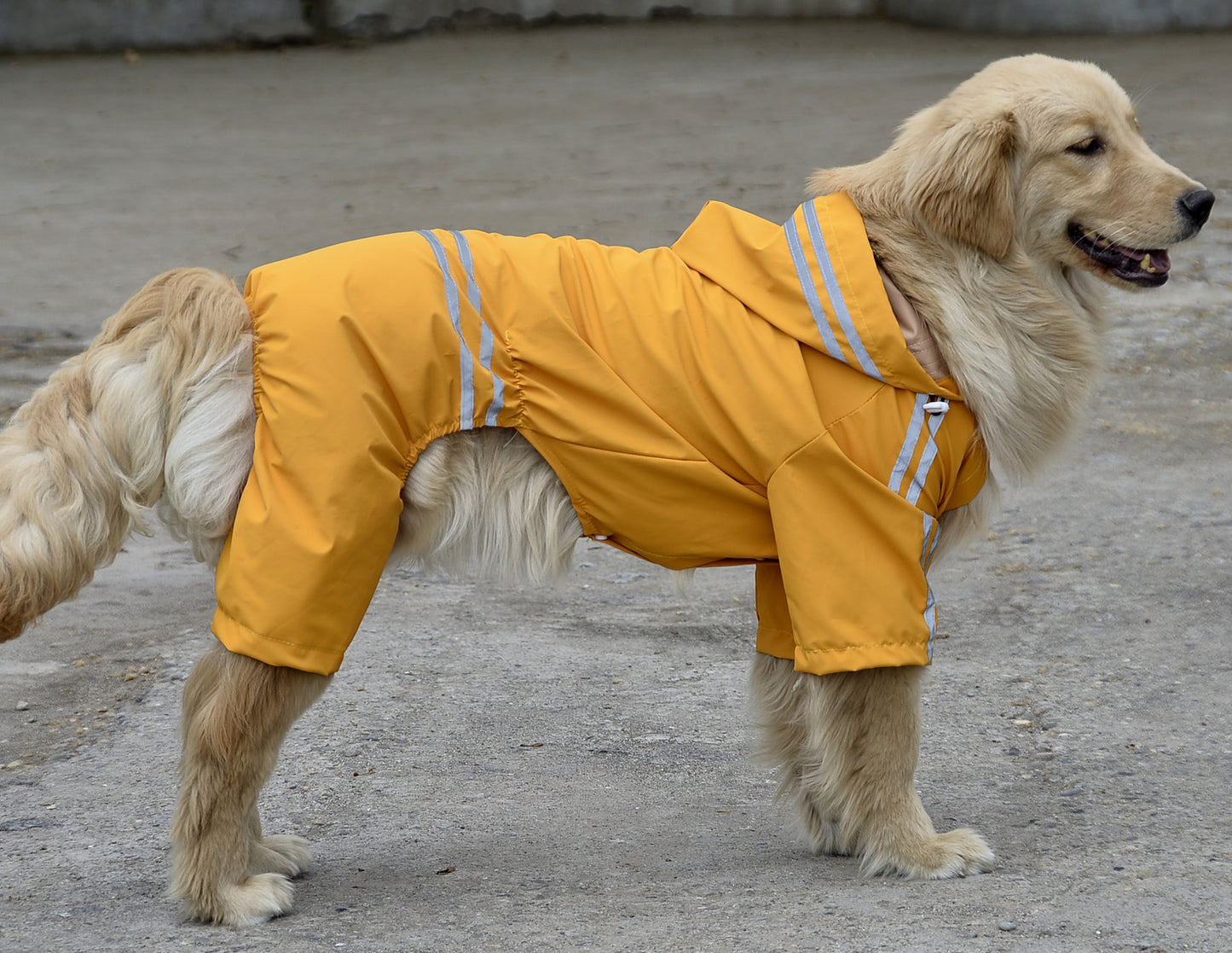 Large and medium dog raincoat