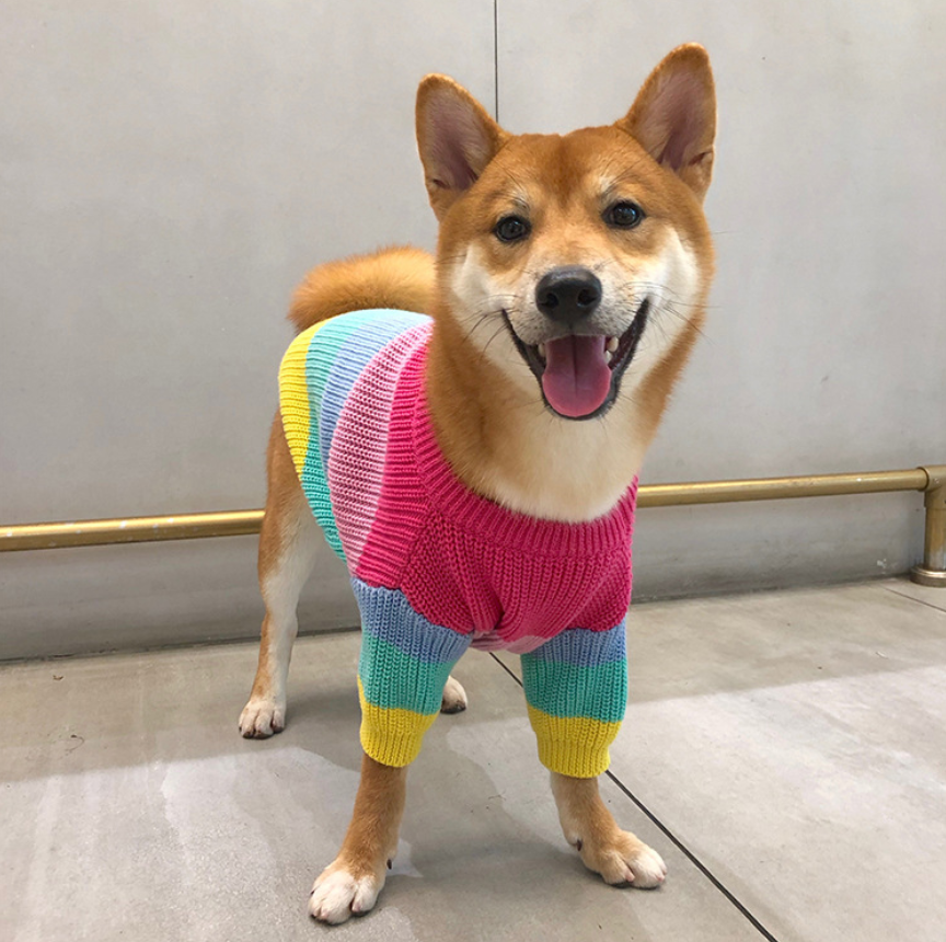 Rainbow sweater small dog puppies clothes