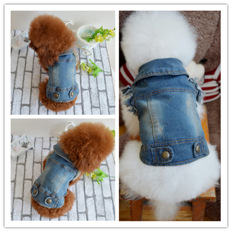 Beckham pet dog clothes Teddy VIP pet Bichon winter clothing