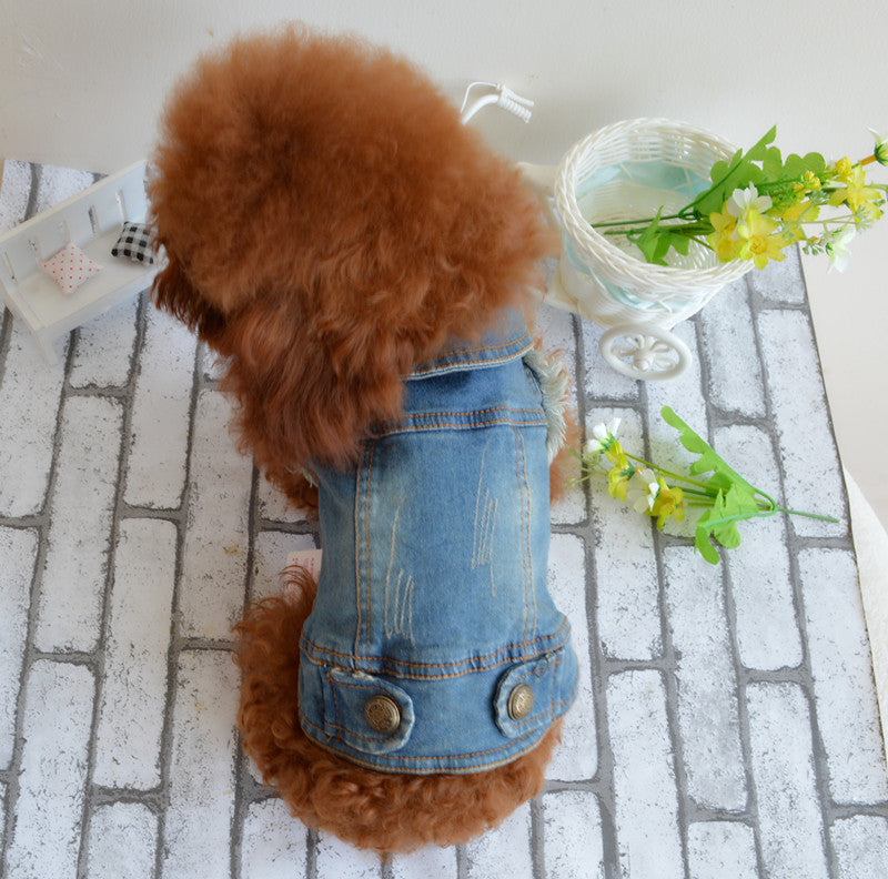 Beckham pet dog clothes Teddy VIP pet Bichon winter clothing