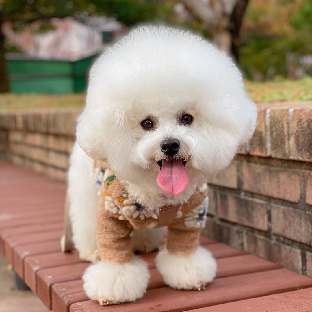 Warm Lamb Woolen Flower Vest Jacket Dog Sweater Warm Pet Clothes