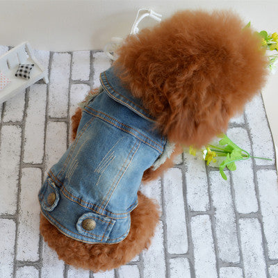 Beckham pet dog clothes Teddy VIP pet Bichon winter clothing