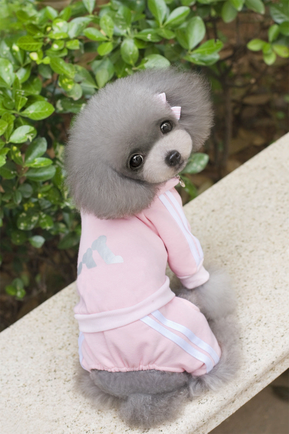 Teddy clothes dog hoodie