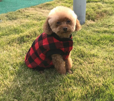 Hooded dog vest