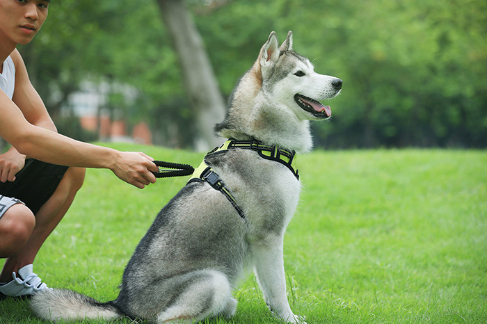 Reflective dog strap