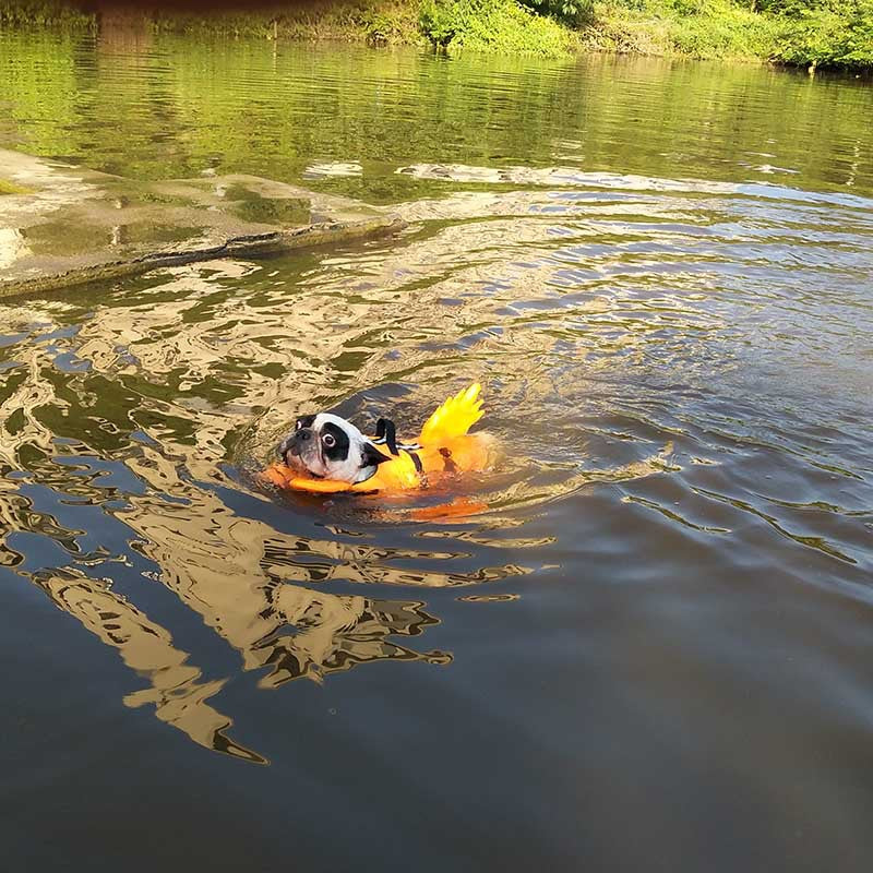 Dragon Tail Dog Life Jacket