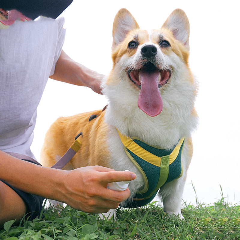 Colourful Harness & Leash Set