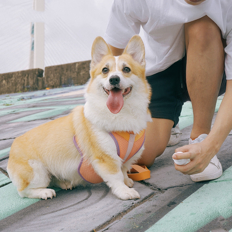 Colourful Harness & Leash Set